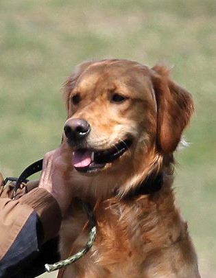 Old Lyme's Golden Retriever Puppies, CT