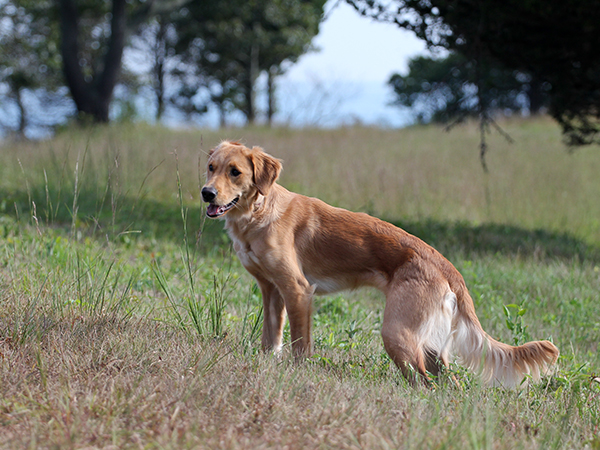 2013_blog_rehoming_bonnie_02.jpg