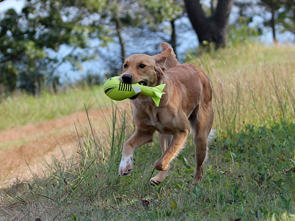 2013_blog_rehoming_bonnie_04.jpg