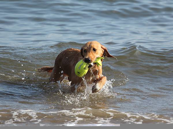 2013_blog_rehoming_bonnie_05.jpg