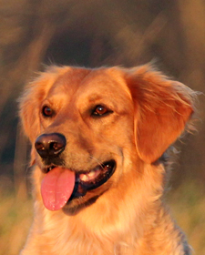 Old Lyme's Golden Retriever Puppies, CT