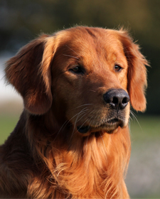 Old Lyme's Golden Retriever Puppies, CT