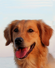 Old Lyme's Golden Retriever Puppies, CT