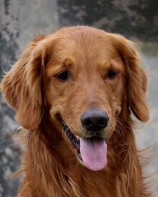 Old Lyme's Golden Retriever Puppies, CT