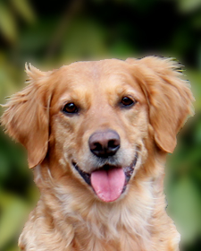 Old Lyme's Golden Retriever Puppies, CT