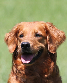 Old Lyme's Golden Retriever Puppies, CT