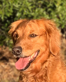 Old Lyme's Golden Retriever Puppies, CT